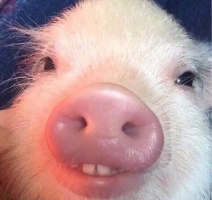 Create meme: meme template, dont cut this pig, funny meme