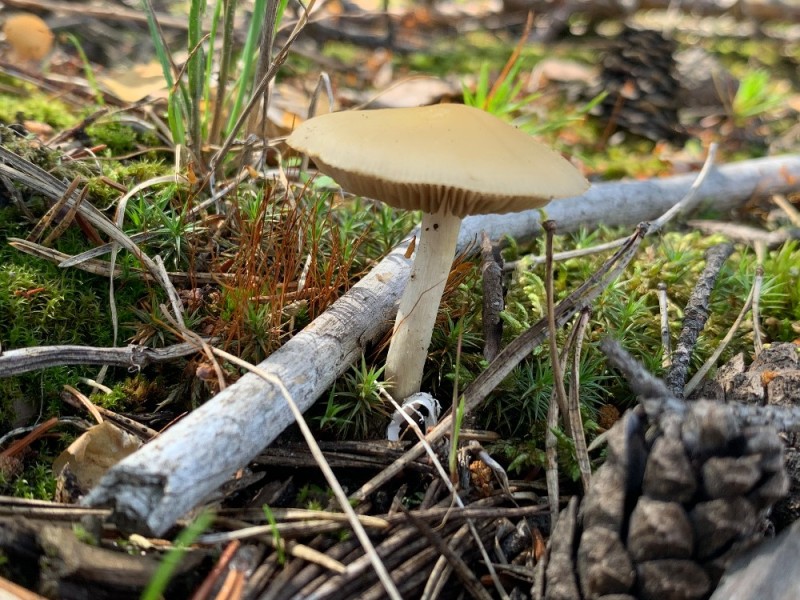 Создать мем: agrocybe aegerita гриб, поплавок желтеющий amanita flavescens, толкачики грибы