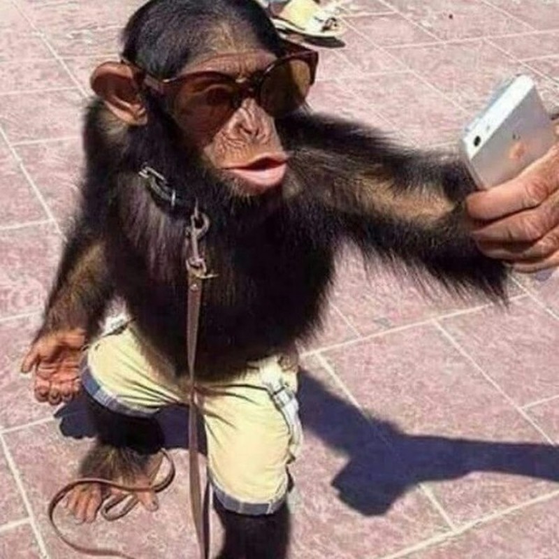 Create meme: selfie monkey , monkey mmmm, monkey 