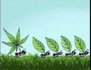 Create meme: painted ant bears kanaplou, ant marijuana, ants and hemp pattern
