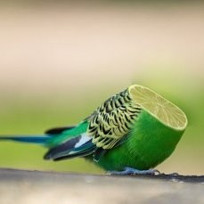 Create meme: wavy parrot male, budgie, wavy parrot