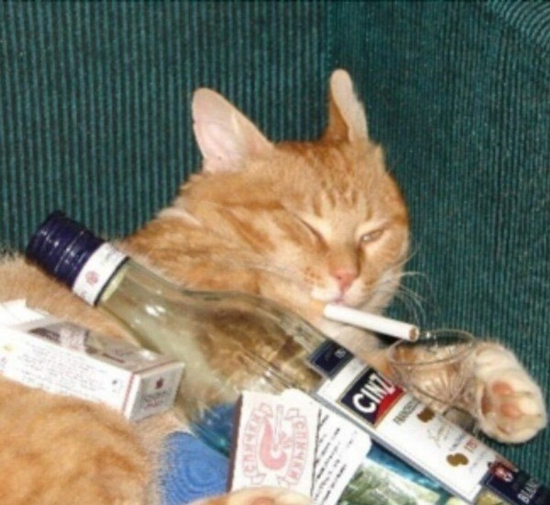 Create meme: cat drinks vodka, drunk cat , cat with a cigarette