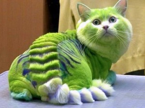 Создать мем: кошачьи стрижки, необычные стрижки, стрижка кота под дракона