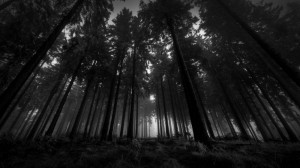 Создать мем: лес мрак обои, темный лес картинки, мрачный лес картинки