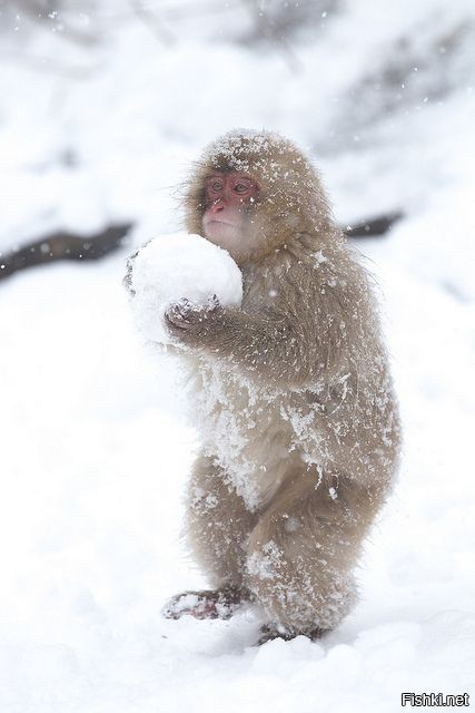 Создать мем: снежные обезьяны, зима животные, зимние животные