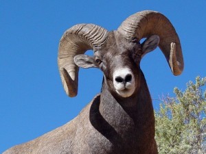 Create meme: petting zoo sheep, animal zoo sheep and sheep, RAM beautiful photo