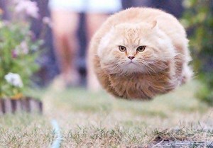 Create meme: kediler, flying cat, su hayvanları