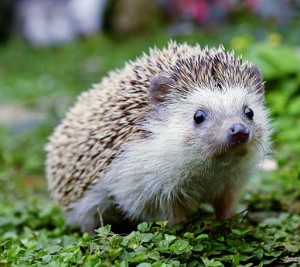 Create meme: hedgehogs, hedgehog smiling, surprised hedgehog