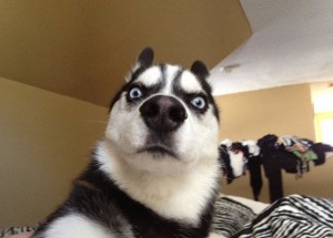 Create meme: funny, the surprised dog, husky cool photo
