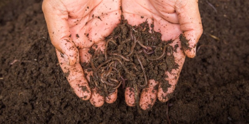 Создать мем: почвенная среда обитания черви, черви в земле, черви в почве огорода