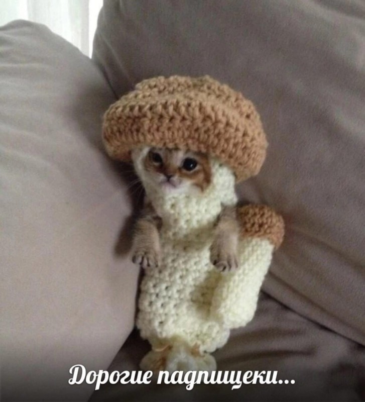 Создать мем: котенок гриб, забавные зверюшки, котик