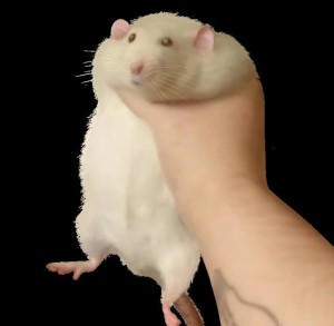 Создать мем: сжатая крыса в руке, крысы дамбо, хомяк в руке