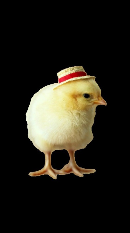 Create meme: chickens, the chick is cute, chicken in a hat