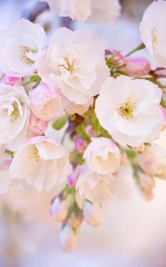 Create meme: spring Wallpaper 720*1280, Wallpaper spring vertical, Wallpaper desktop spring flowers