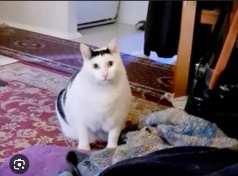 Создать мем: кот, кот из мемов белый мяукает, толстый кот