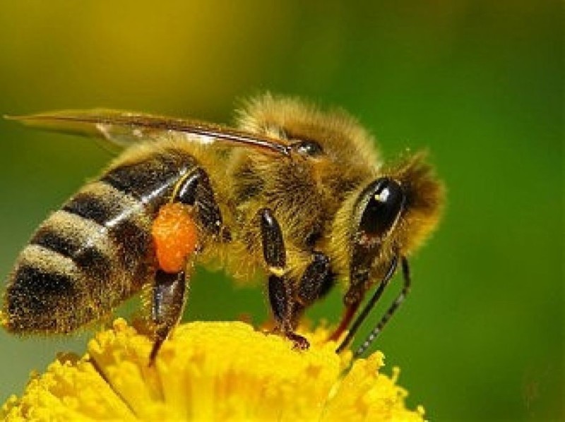 Create meme: bee wasp, bumblebee bee, bumblebee bee wasp