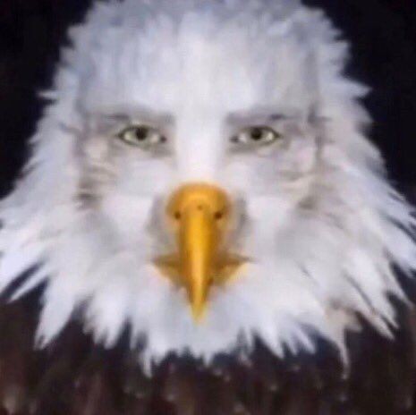 Create meme: eagle , bald eagle , bald eagle