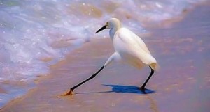 Create meme: Heron, little egret, great white egret