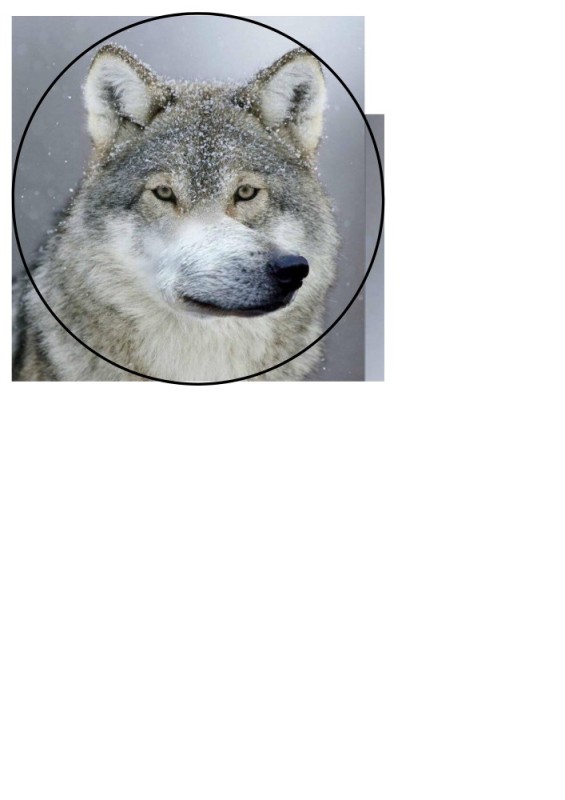 Смешные картинки про волка
