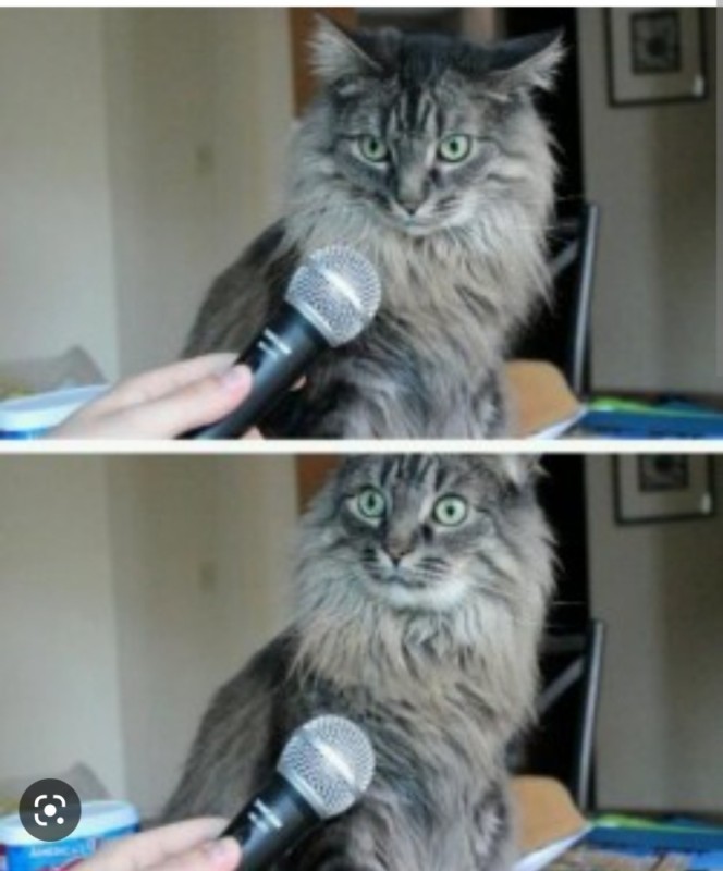 Create meme: cat with microphone , cat , meme cat 