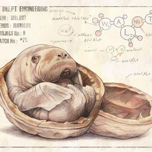 Create meme: walrus , seal drawing, walrus animal