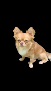 Create meme: Chihuahua puppies, breed Chihuahua, Chihuahua dog