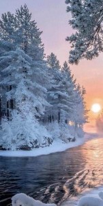 Create meme: winter forest, winter pictures, winter landscape