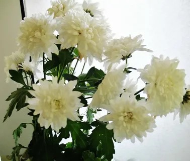 Создать мем: цветы хризантемы, белые хризантемы, хризантемы кустовые