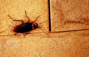 Create meme: the cockroach home, cockroach