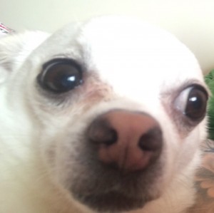 Create meme: dog albino Chihuahua, chihuahua, jani dog