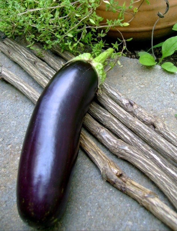 Create meme: large eggplant, eggplant purple long, eggplant 