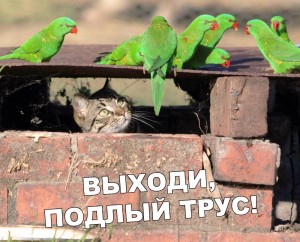 Create meme: parrot, animal, humor