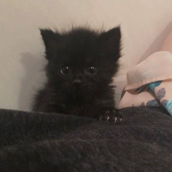Create meme: black persian cat, the black kitten is fluffy, black persian kitten