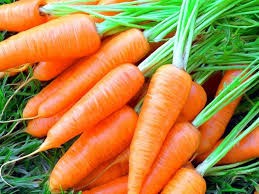 Создать мем: морковь свежая, морковь новый урожай, морковь маленькая сорт
