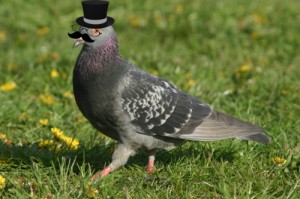 Create meme: meme pigeon, pigeon, Scientist dove