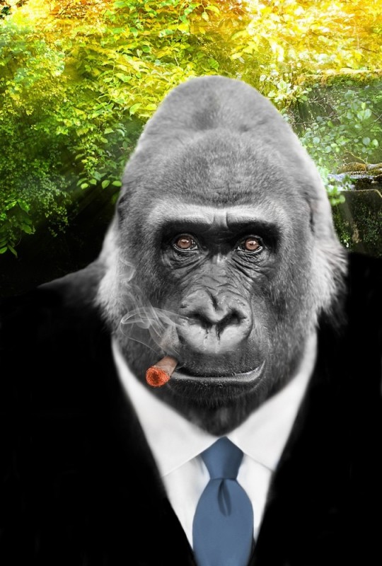Create meme: gorillaz , gorilla , gorilla robert