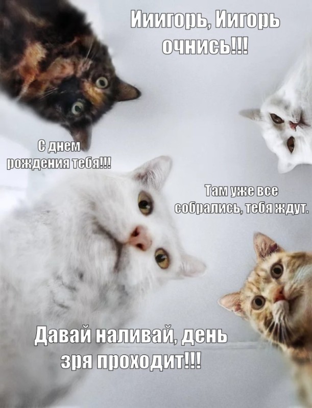 Создать мем: кот мем, мемы с котами, котики