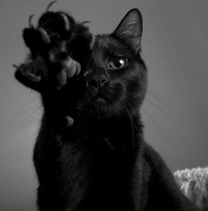 Создать мем: черный кот, Кошка, Бомбейская кошка
