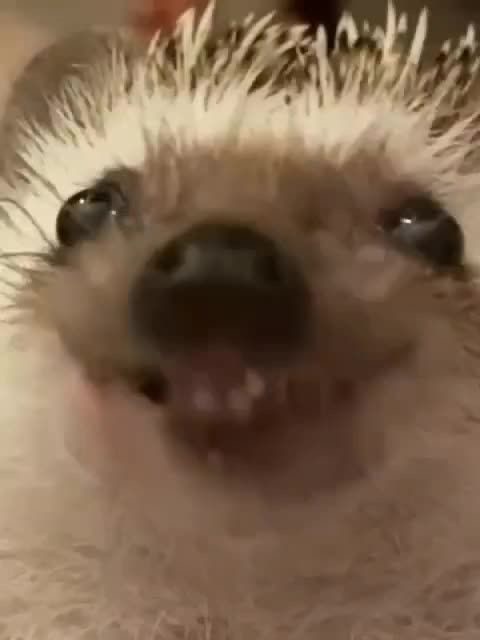Create meme: hedgehogs, meme the hedgehog , prickly hedgehog