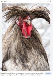 Create meme: crested cock, Polish cock, chicken