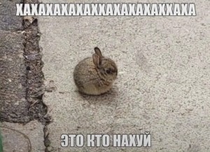 Создать мем: заяц, мемы, кролик агути