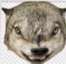 Create meme: the grin of a wolf, wolf head, wolf