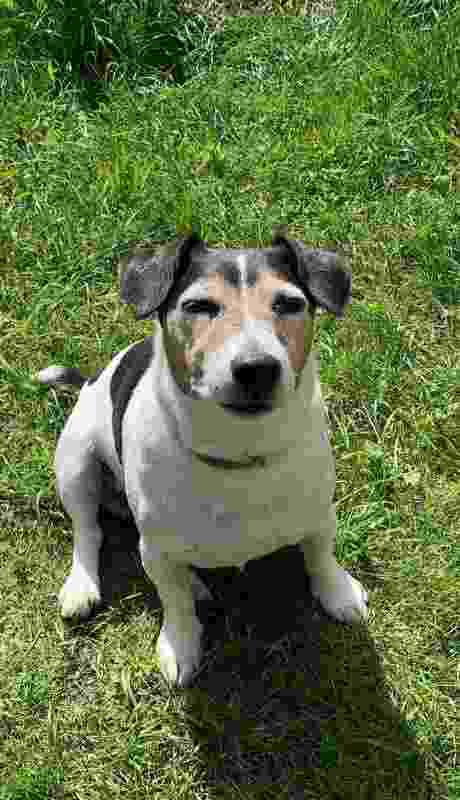 Create meme: jack russell the puppy, Jack Russell, breed Jack Russell