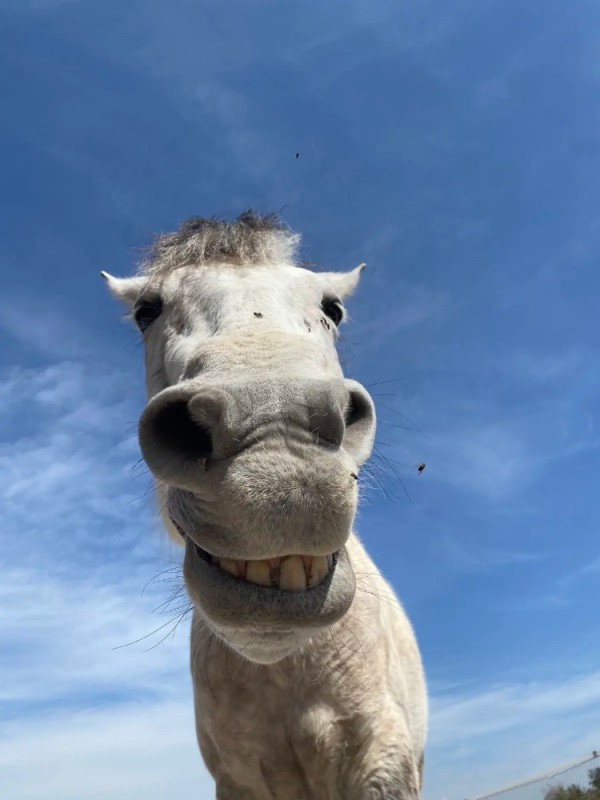 Create meme: horse's nose, the horse is funny, horse 