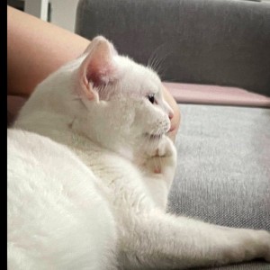 Create meme: fat cat, white cat, cat