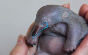 Создать мем: platypus детёныш, ехидна детеныш, лысый утконос