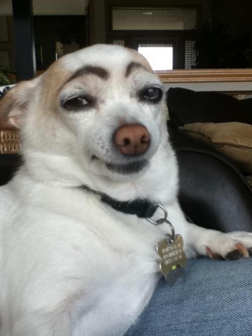Create meme: meme of a dog with eyebrows, painted dog, funny dog with eyebrows