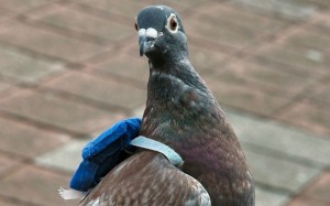 Create meme: the post pigeon funny pictures, dove, carrier pigeon photo of birds
