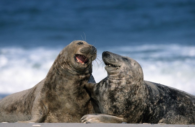 Create meme: big seal, long - faced seal, sea lion 