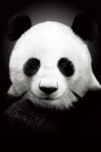 Создать мем: черно белая панда, панды, gyco панда